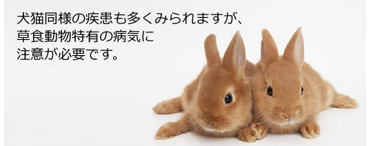 ウサギの病気 いぶきの動物病院 和泉市 岸和田市 堺市 うさぎ ハムスター 鳥も診療