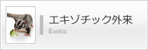 エキゾチック外来