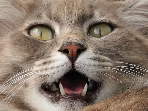 口を開けた猫のアップ