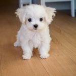 マルチーズの子犬