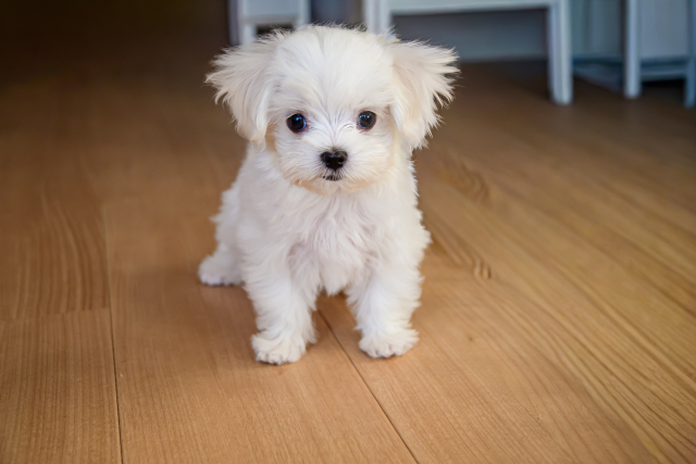 マルチーズの子犬