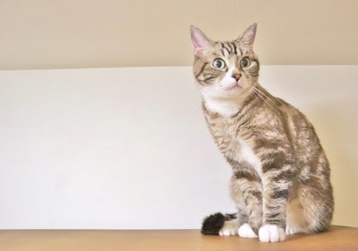テーブルの上に座って遠くを見る猫