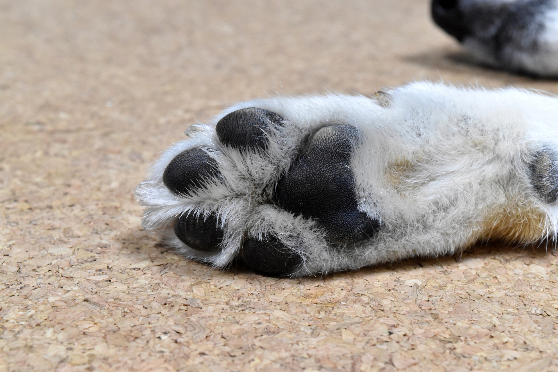 白い犬の肉球