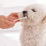 歯磨きをされる白い犬