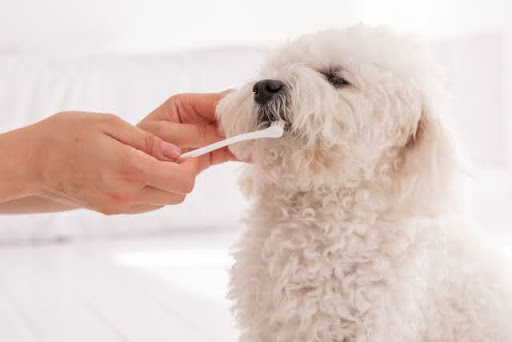 歯磨きをされる白い犬