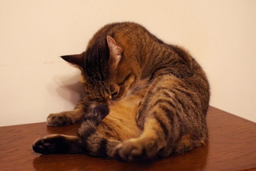 お腹をなめる猫