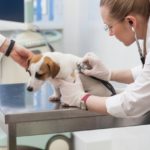 聴診される犬