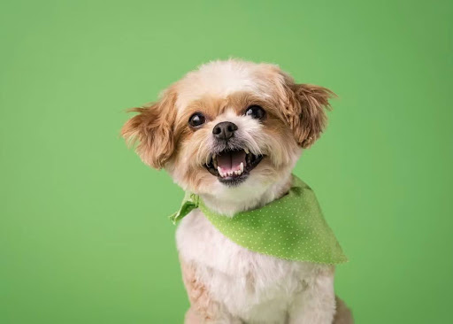 歯を見せてこちらを見る犬