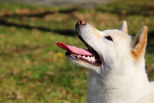 口を開けて上を見上げる白い犬