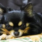 伏せて見つめるチワワ