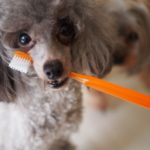 歯ブラシをくわえる犬