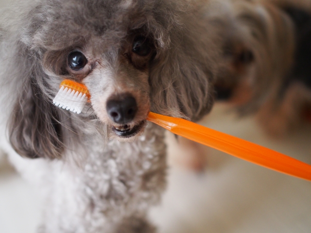 歯ブラシをくわえる犬
