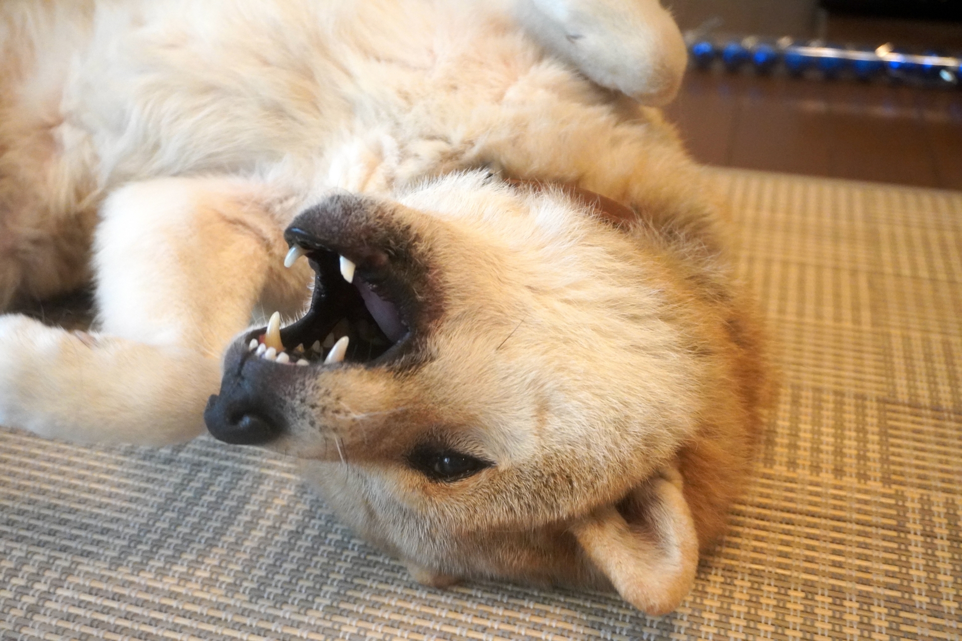 口を開けて寝転がる犬