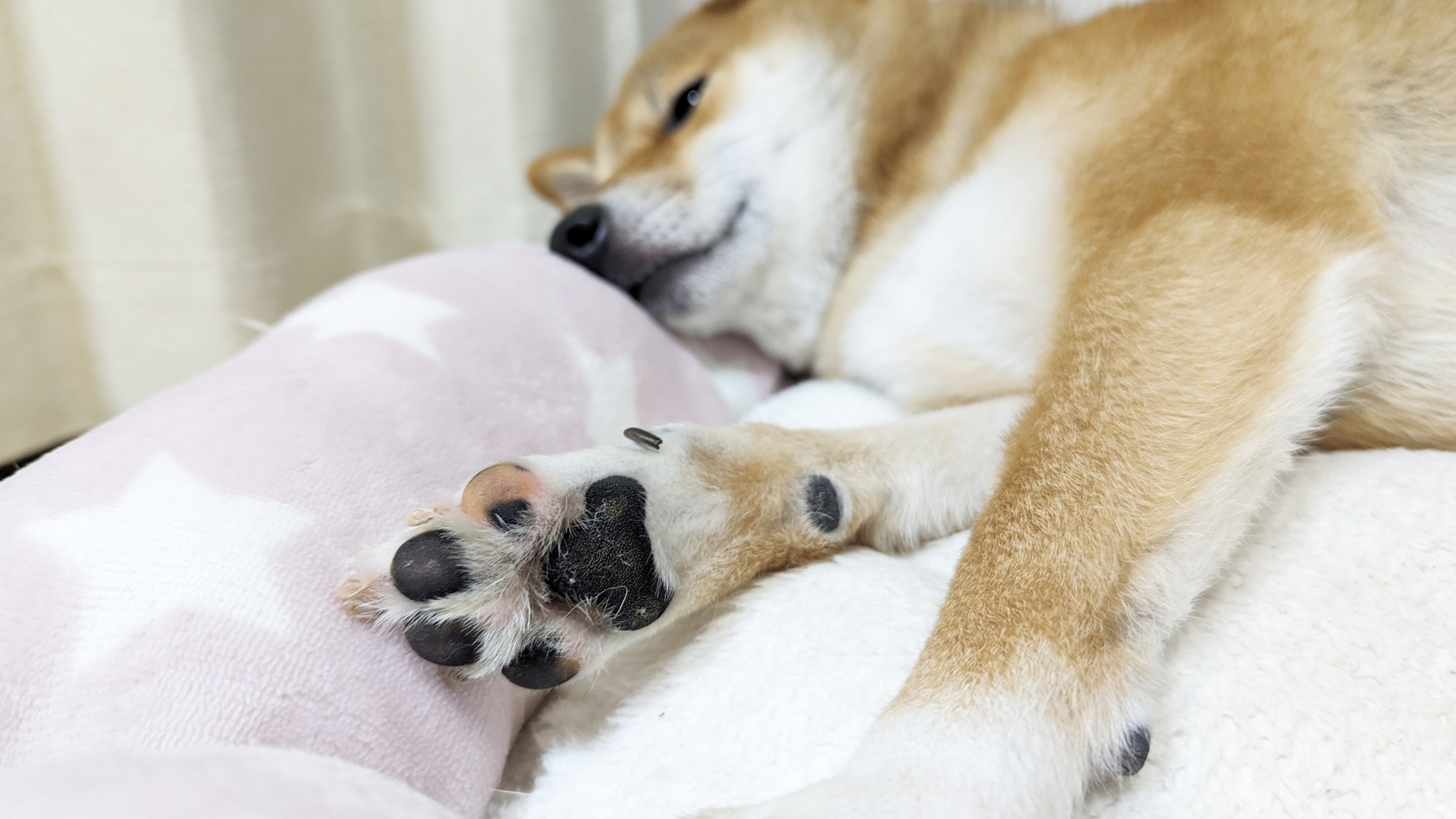 肉球を見せて寝る柴犬