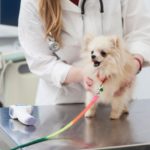 診察台で診察される犬