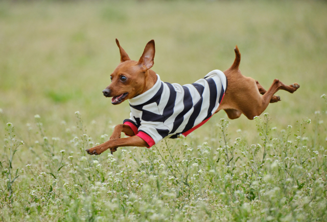 草むらで跳ね回る犬