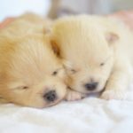 並んで眠る子犬