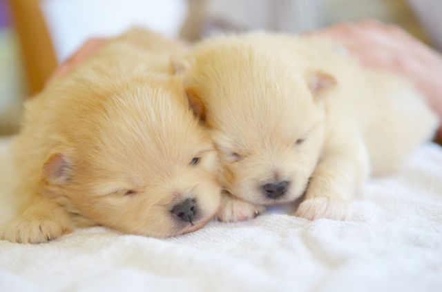 並んで眠る子犬