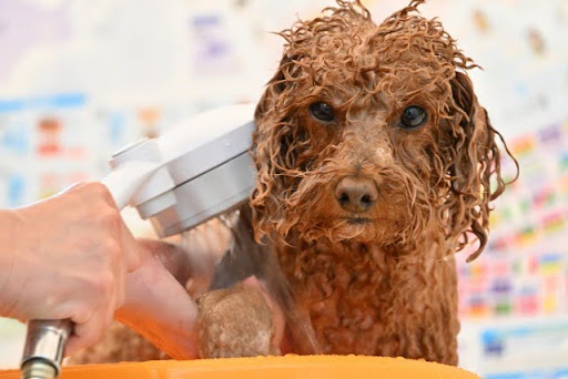 シャワーをされる茶色い犬