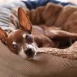 クッションでこちらを見る犬