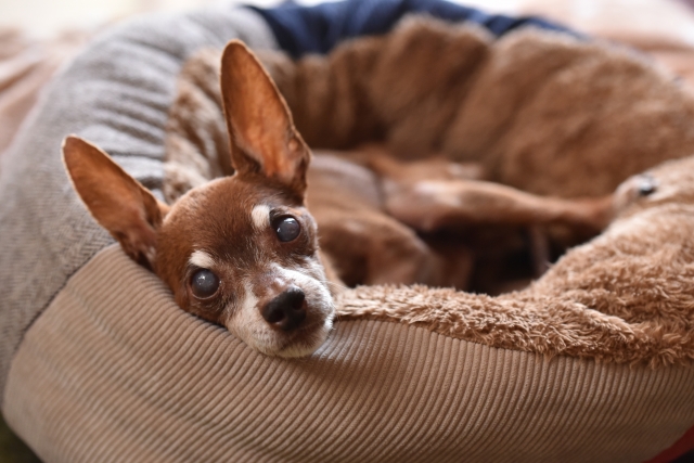クッションでこちらを見る犬