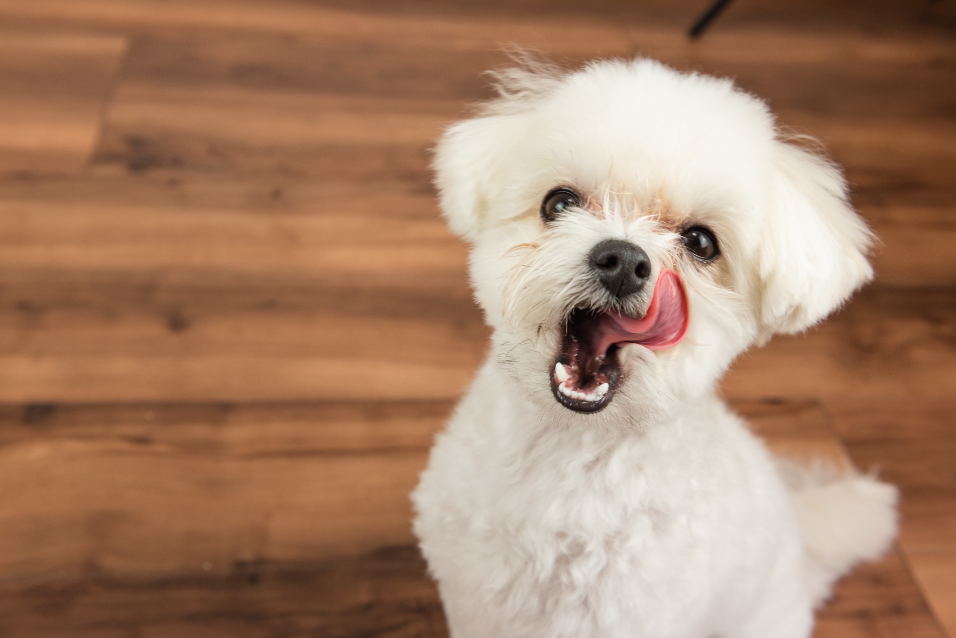 舌を出してこちらを見る犬