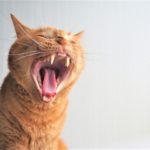 口を開ける猫