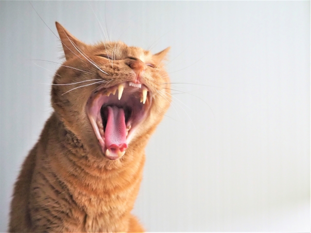 口を開ける猫