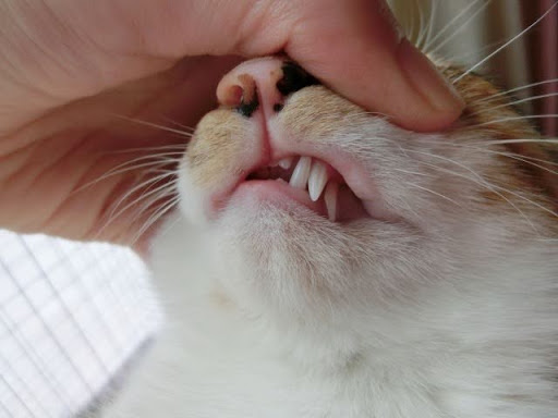 口を観察される猫