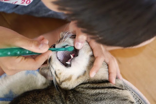 歯磨きをされる猫