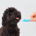 指につけた歯ブラシで犬の歯を磨こうとする様子
