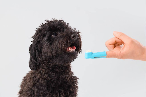 指につけた歯ブラシで犬の歯を磨こうとする様子