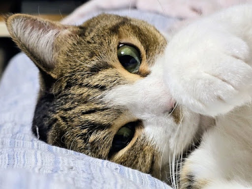 ベッドでじゃれる猫
