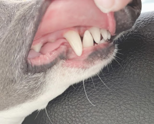 歯のチェックをされる犬