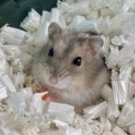 チップに埋もれるハムスター
