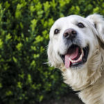 笑顔でこちらを見る犬
