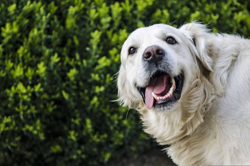 笑顔でこちらを見る犬