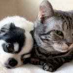 寄り添うチワワとアメショ