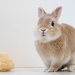へちまタワシとうさぎ