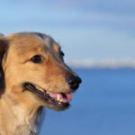 海をバックにする犬