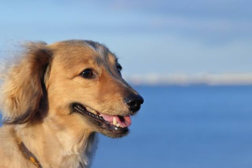 海をバックにする犬