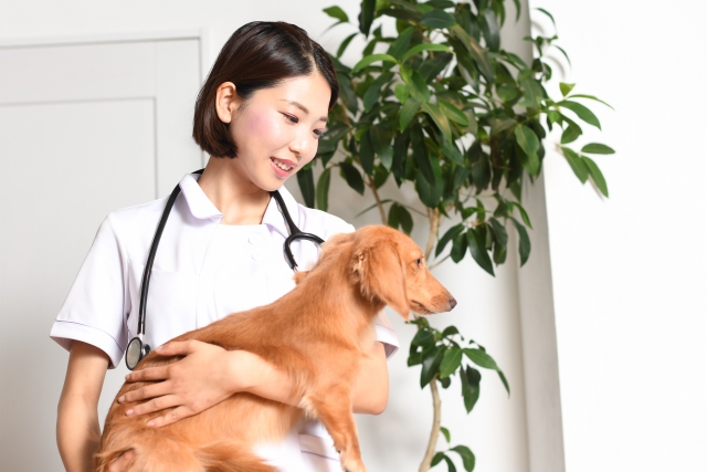 犬を抱える獣医師
