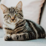 ソファで座る猫