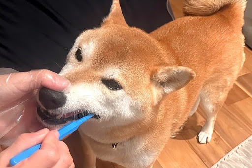 歯磨きされる柴犬