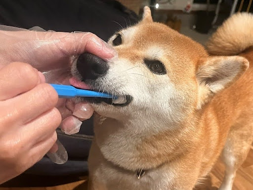 歯磨きされる柴犬