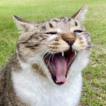 大きく口を開けてあくびする猫