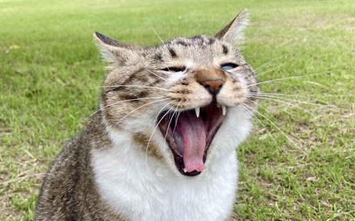 大きく口を開けてあくびする猫