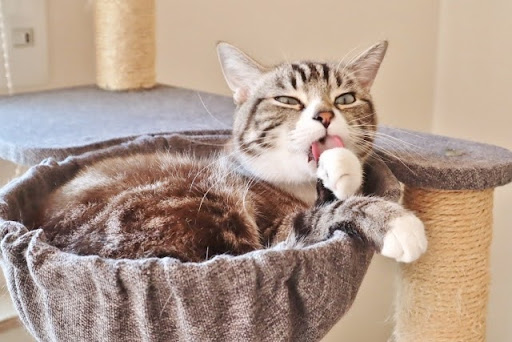 キャットタワーで手をなめる猫