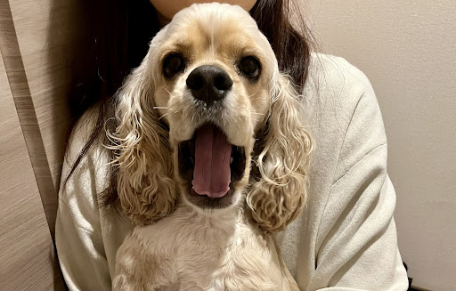 大きな口を開けて抱っこされる犬