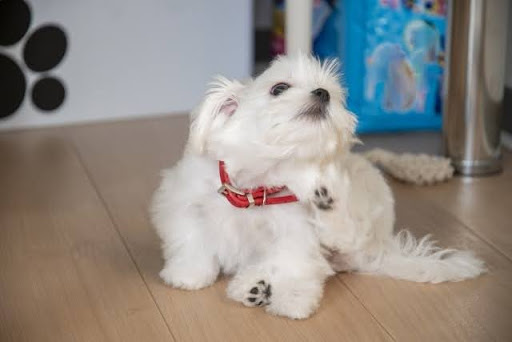 耳をかく白い犬